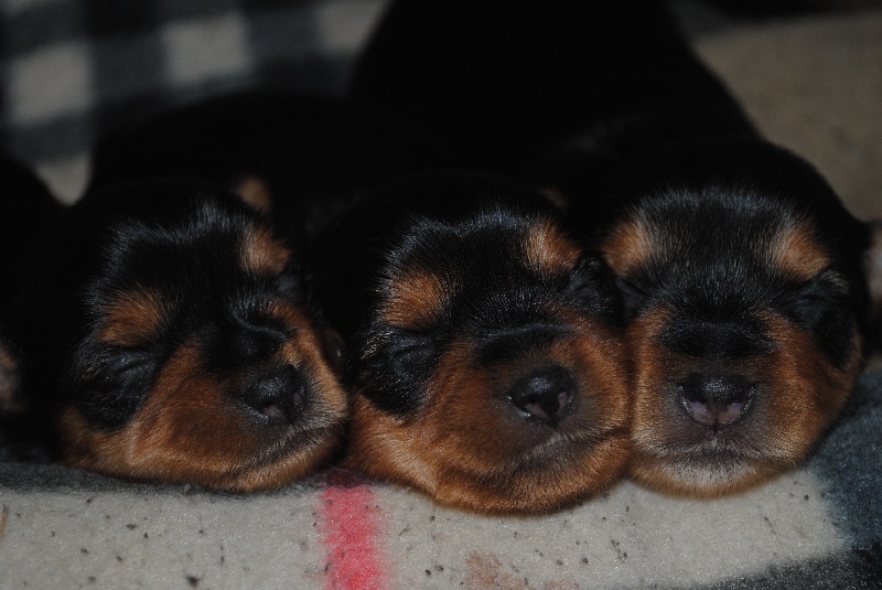 Bébés de Believe in Love du Gué de l'Adour